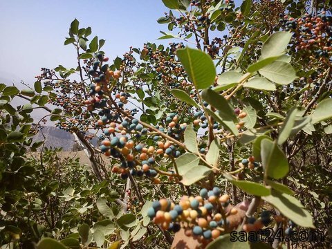 خواص بنه برای پوست و مو