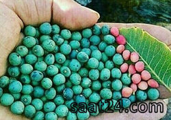 خواص بنه برای افزایش وزن