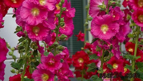 خواص گل ختمی برای سرماخوردگی