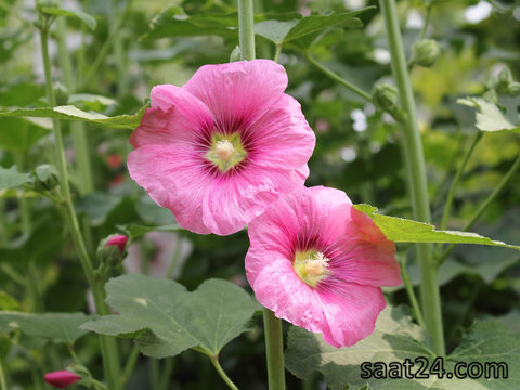 خواص گل ختمی برای پوست و مو