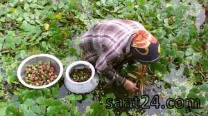 خواص شاه بلوط آبی