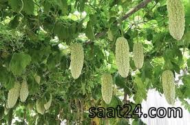 خواص کارلا برای دیابت