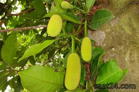 خواص سمپداک برای چشم
