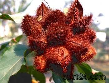 خواص آکیوت برای عفونت ادراری