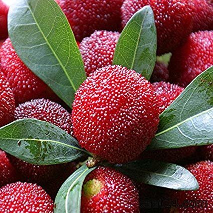 خواص ضد ویروسی یام بری