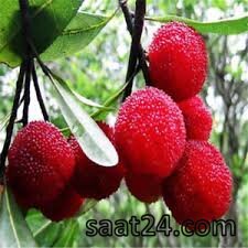 خواص یام بری برای چشم