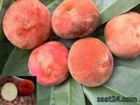 خواص سیب مخملی