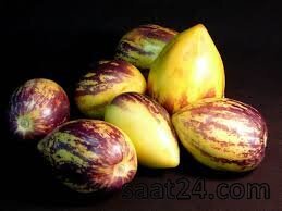 خواص پینو دلچه