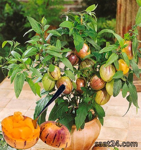 خواص پینو دلچه برای لاغری