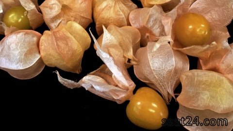 خواص فیسالیس برای آسم