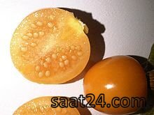 خواص فیسالیس برای پوست