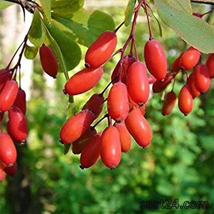 خواص آنتی اکسیدانی میراکل فروت