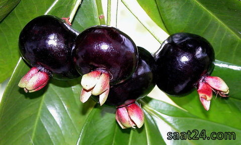 خواص گرومیچاما