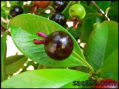 خواص گرومیچاما برای پوکی استخوان