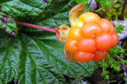 مضرات کلاودبری