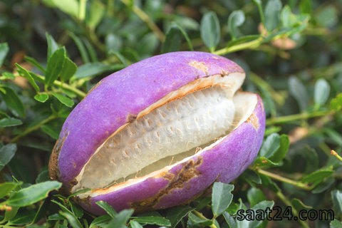 خواص آکبیا برای سر درد