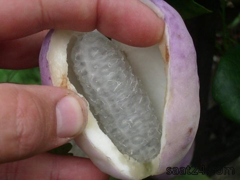 خواص آکبیا برای کبد