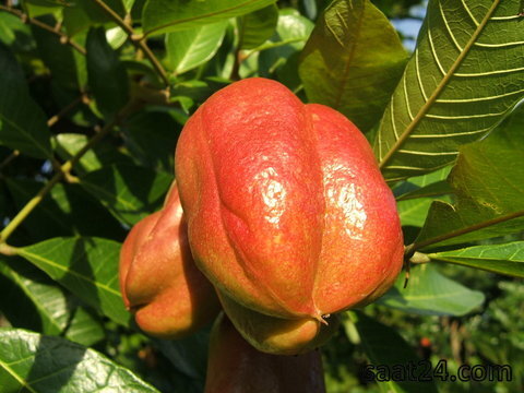 خواص آکی برای پوکی استخوان