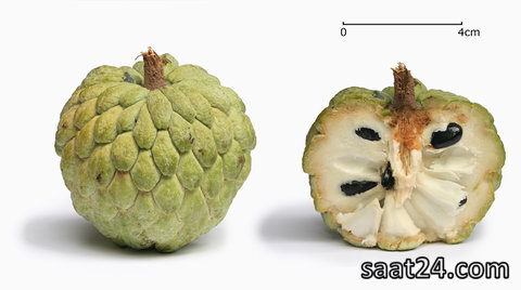 خواص سیب شکری