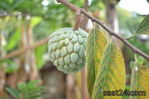 خواص سیب شکری برای قلب