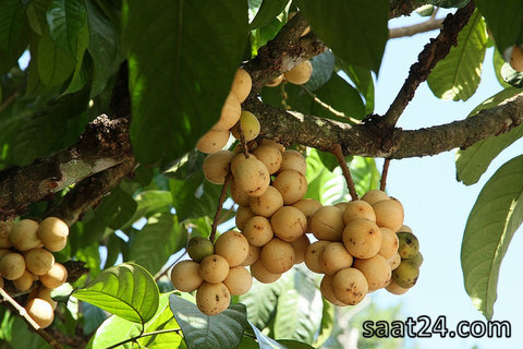 خواص لانگست
