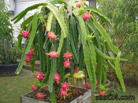 خواص میوه اژدها برای کم خونی
