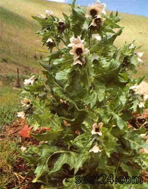خواص بنگدانه برای اعصاب