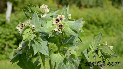 خواص بنگدانه برای درمان سرفه