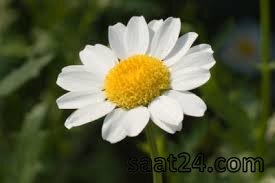 مضرات گل مینا