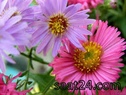 طریقه مصرف گل مینا