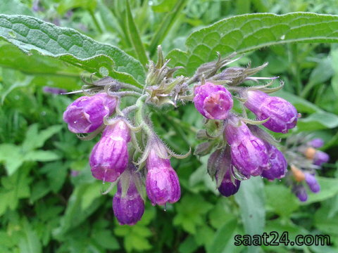 خواص هماور برای پوست