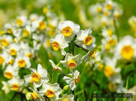 مضرات گل نرگس