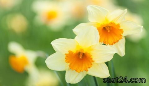 خواص گل نرگس برای افسردگی