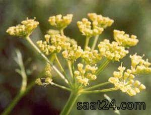 خواص گیاه انغوزه