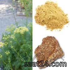 طریقه مصرف گیاه انغوزه