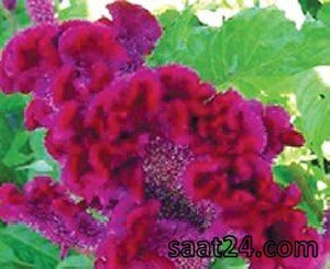 خواص گیاه تاج خروس برای قلب