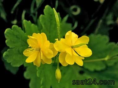 خواص مامیران کبیر برای کلیه