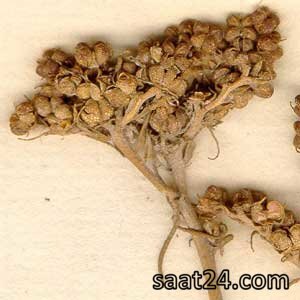 خواص سداب برای مغز