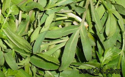خواص غازیاغی