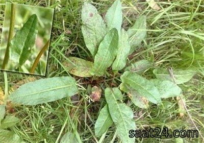 خواص غازیاغی برای دفع حشرات