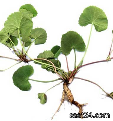 خواص گیاه آب قاشقی