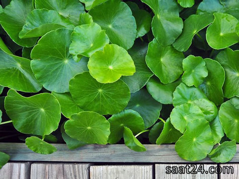 مضرات گیاه آب قاشقی