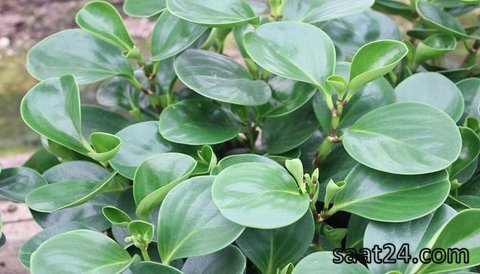 خواص گیاه آب قاشقی برای پوست
