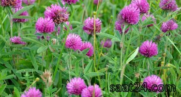 خواص شبدر برای بانوان