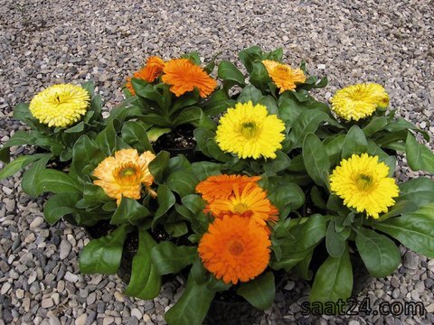 خواص گل همیشه بهار