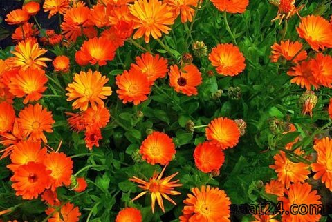 خواص گل همیشه بهار برای بانوان