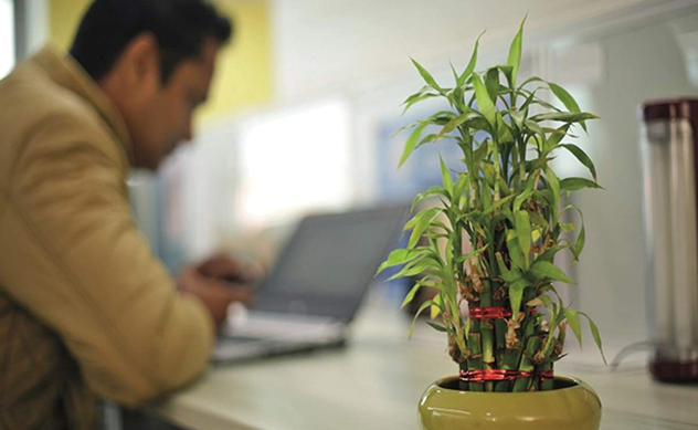 12تاثیرگل و گیاه آپارتمانی که در محیط کار معجزه میکنند