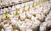 سقوط آزاد  تولید گوشت مرغ از ابتدای 1401