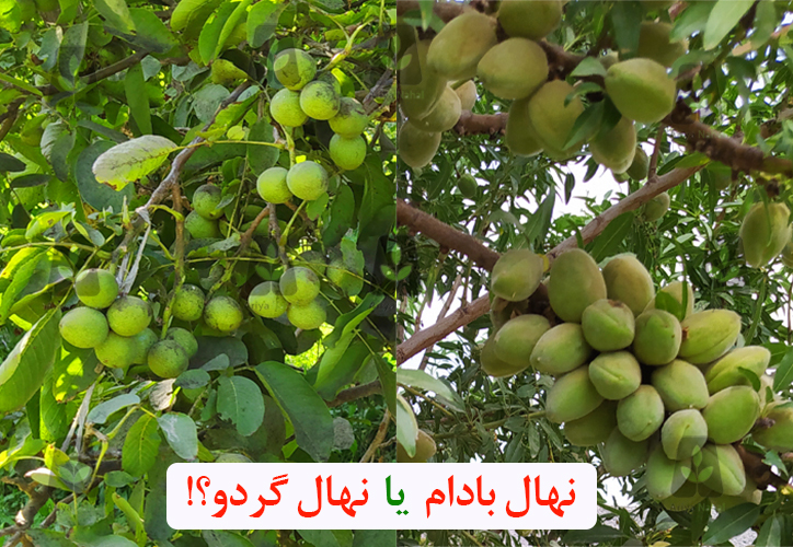 با پرسودترین ارقام نهال میوه ایران آشنا شوید