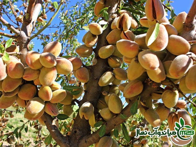 امکان خرید و کاشت بهترین نهال بادام دنیا در ایران فراهم شد